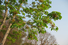 Hevea brasiliensis